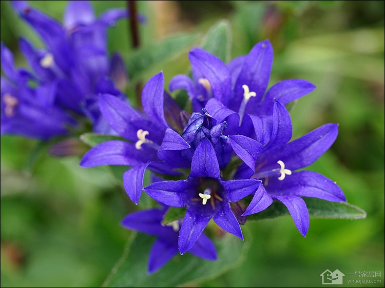 龙胆花简介 龙胆花的花语