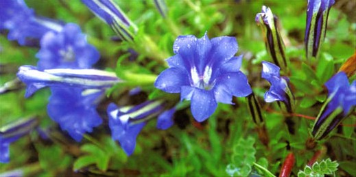 蓝玉簪龙胆