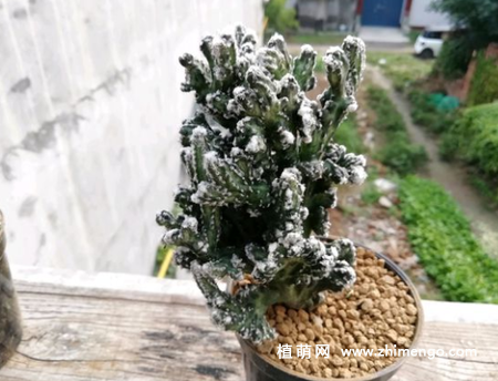 残雪之峰养殖方法