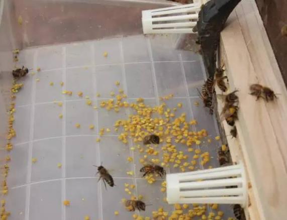 蜂花粉是如何形成的？