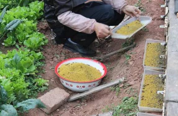 蜂花粉是如何形成的？