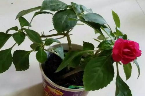 非洲凤仙花怎么养 非洲凤仙花的养殖方法以及注意事项