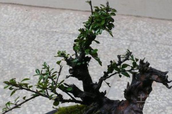 关于铁马鞭盆景的小知识