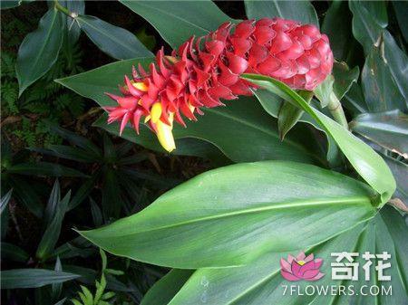 闭鞘姜怎么繁殖