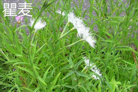瞿麦和扁蓄的区别