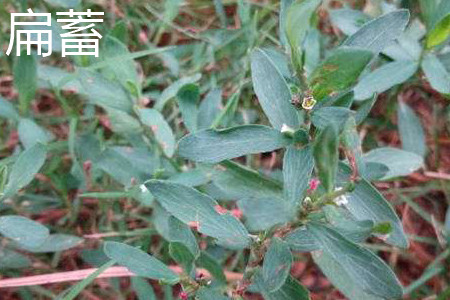 瞿麦和扁蓄的区别