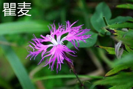 瞿麦和扁蓄的区别