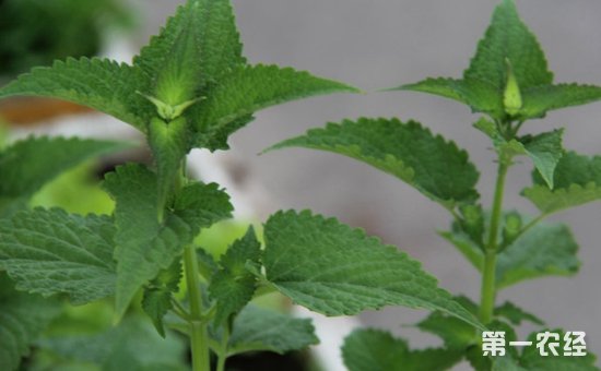 藿香几月份种植？藿香的种植时间和种植技术