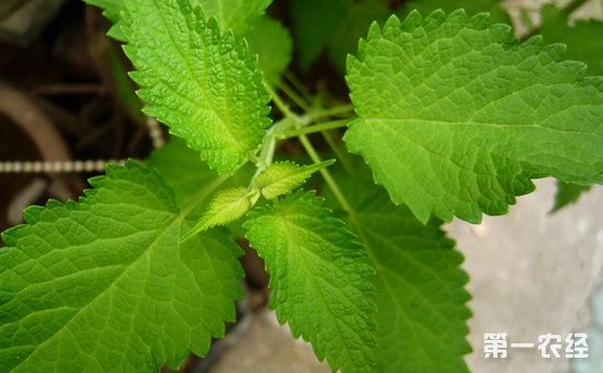藿香几月份种植？藿香的种植时间和种植技术