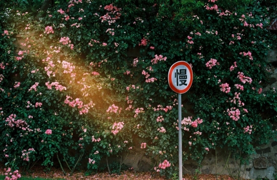 适当修剪花更繁