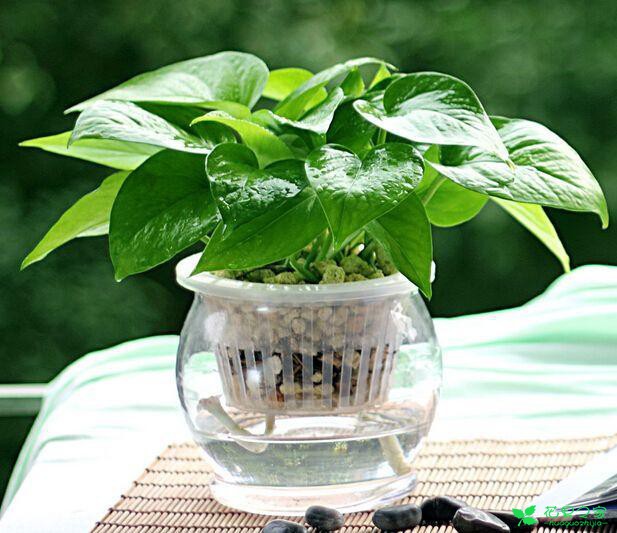 扦插这几种植物，遇水则活，绝对百分百成活！