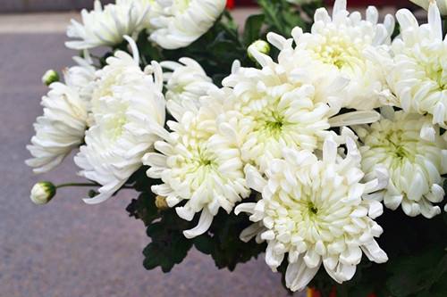 百天祭上坟送什么花 百天祭日的讲究和规矩