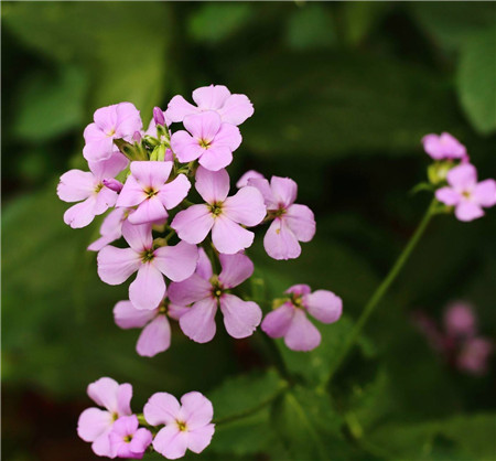 蓝香芥的养殖方法和注意事项