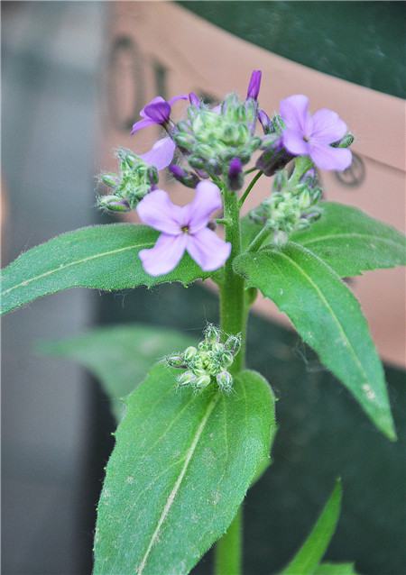蓝香芥的养殖方法和注意事项