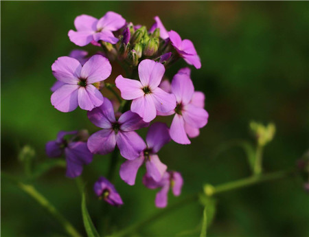 蓝香芥的作用是什么