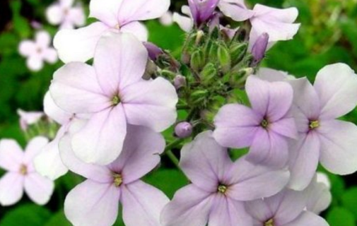 蓝香芥的文化寓意