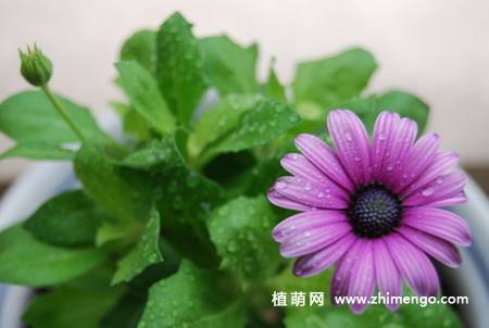 蓝目菊图片大全欣赏