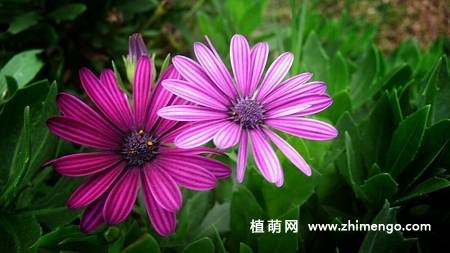 蓝目菊图片大全欣赏