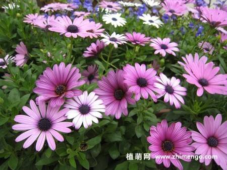 蓝目菊图片大全欣赏