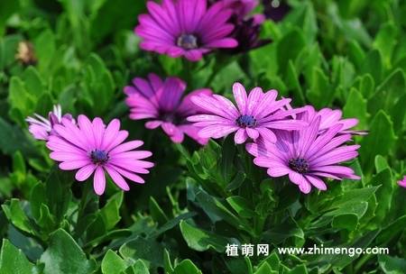 蓝目菊图片大全欣赏
