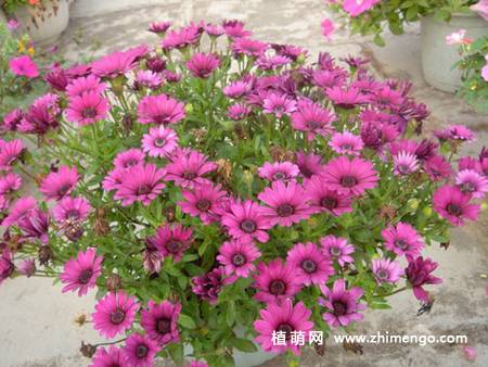 蓝目菊图片大全欣赏