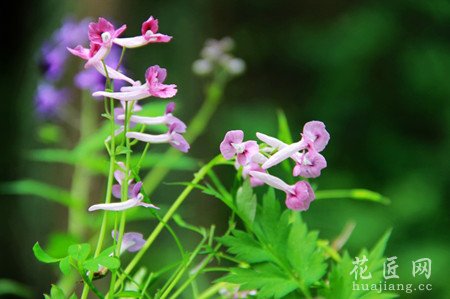 紫堇的花语 紫堇的传说