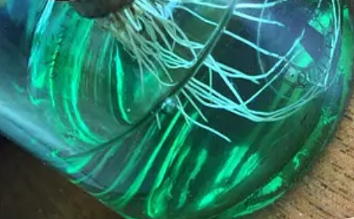 金钱木可以水培吗-金钱木水培生根方法