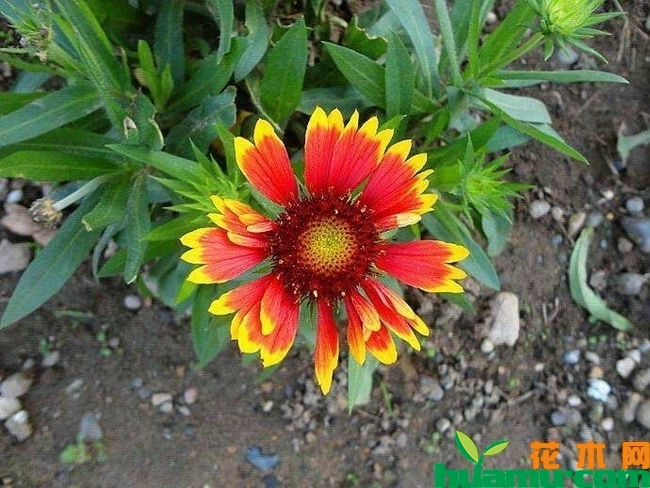 矢车天人菊