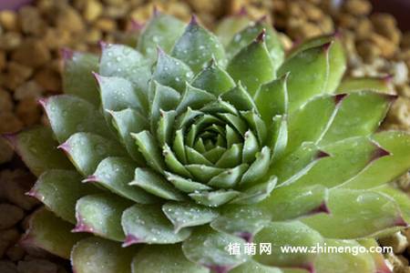 多肉佛座莲花资料，习性、繁殖介绍