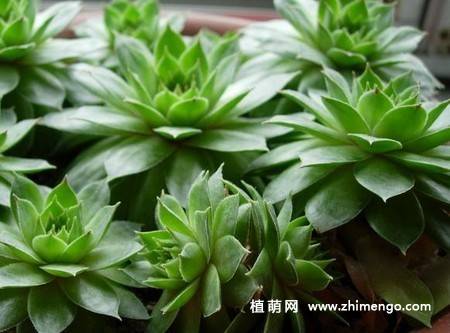 多肉佛座莲花资料，习性、繁殖介绍