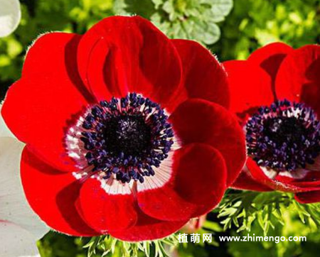 银莲花怎么养，6种养殖方法