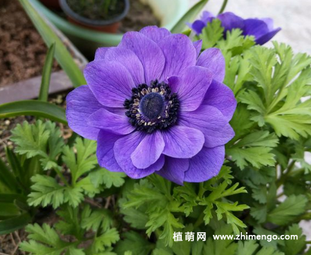 银莲花怎么养，6种养殖方法