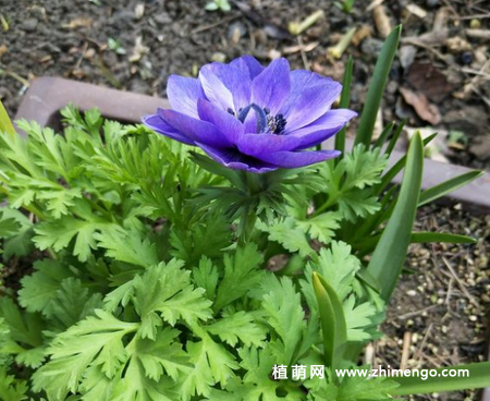 银莲花怎么养，6种养殖方法
