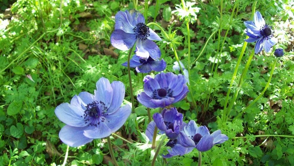 银莲花怎么养？