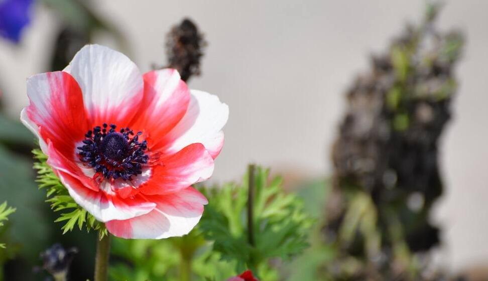 银莲花怎么养？
