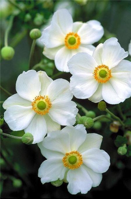 银莲花常见病虫害及其防治