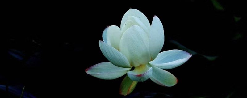 莲花养殖卡片，养莲花的注意事项