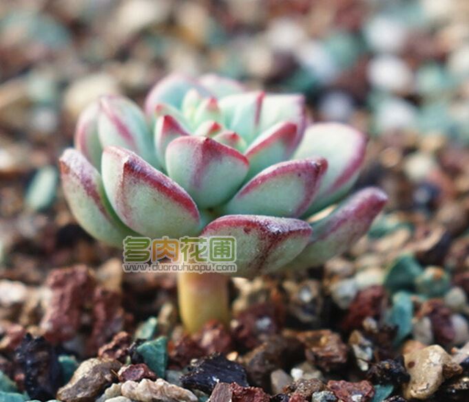 薄化妆多肉花剑剪掉吗