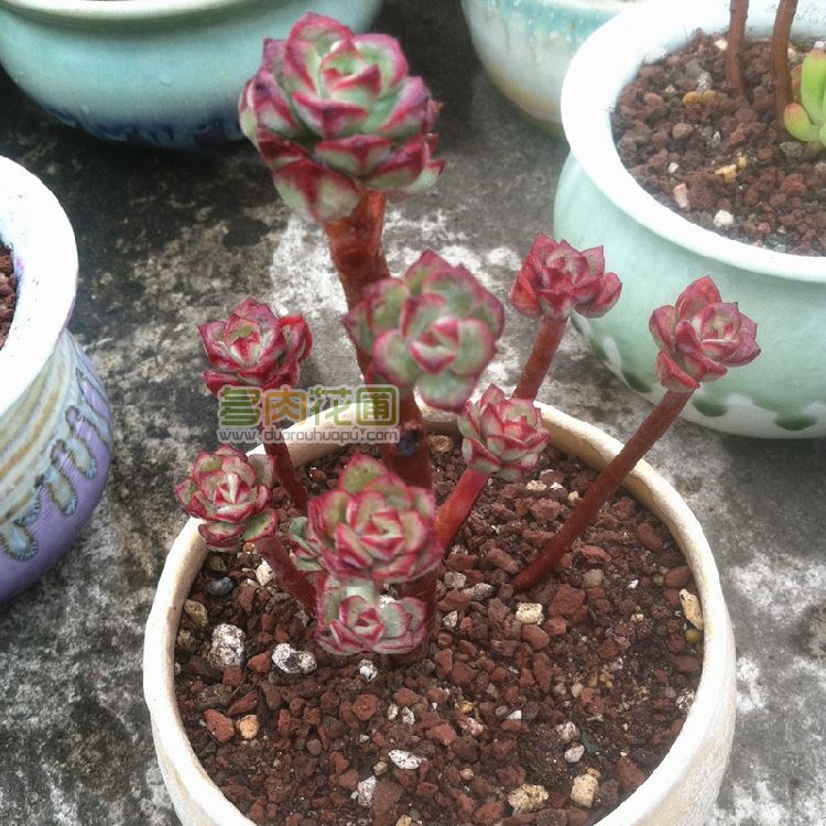 薄化妆多肉花剑剪掉吗