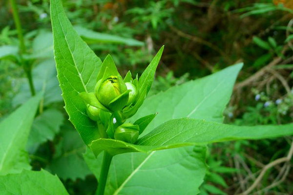 花卉种子串叶松香草多少钱一斤
