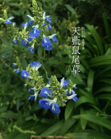 天蓝鼠尾草的播种栽培方法