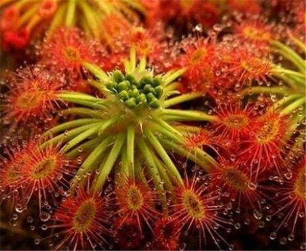 茅膏菜怎么养 茅膏菜种子怎么种