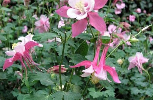 耧斗菜有毒吗，耧斗菜怎么修剪