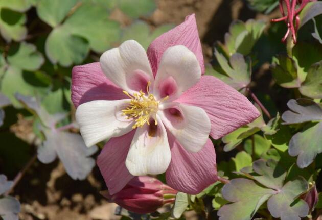 耧斗菜有毒吗，耧斗菜怎么修剪