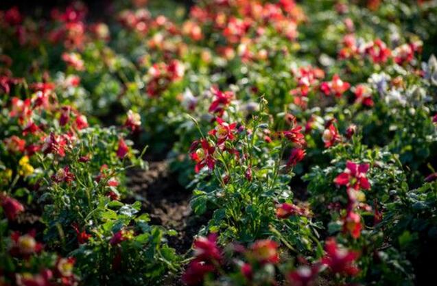 耧斗菜有毒吗，耧斗菜怎么修剪