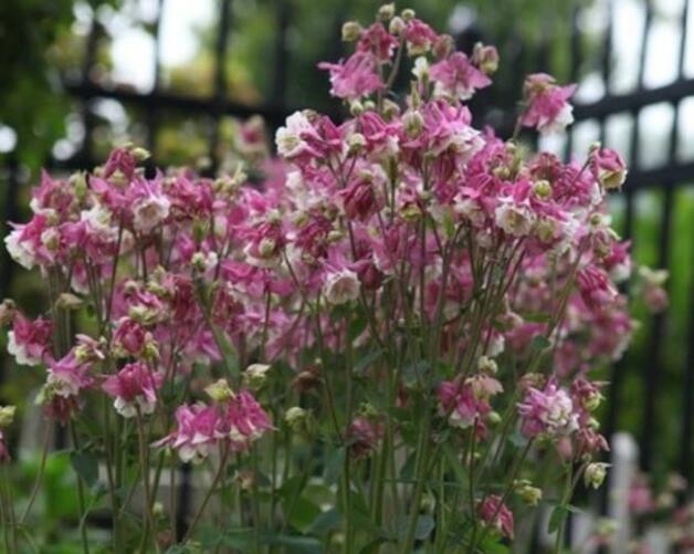 耧斗菜有毒吗，耧斗菜怎么修剪