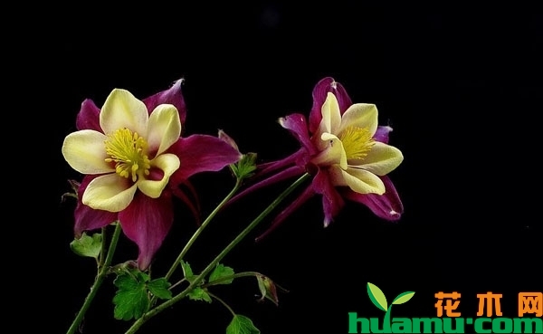 耧斗菜的花期