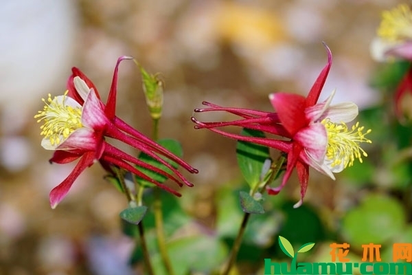耧斗菜的花期