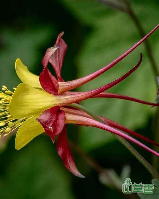 花叶俱美的耧斗菜