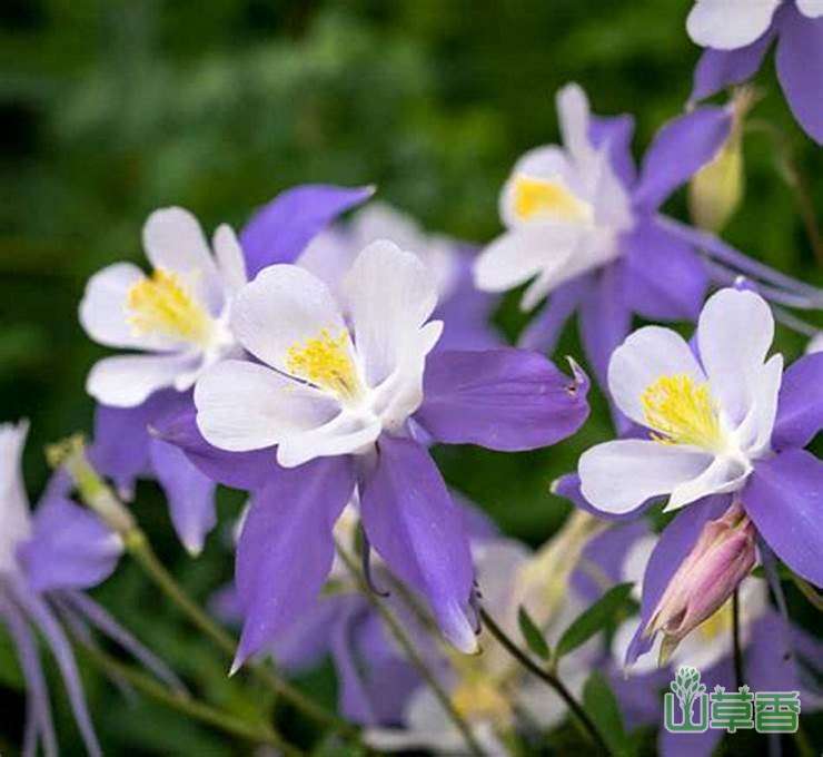 花叶俱美的耧斗菜
